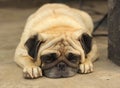 Close-up face of Cute pug dog sleeping rest on siesta Royalty Free Stock Photo