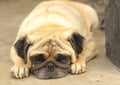 Close-up face of Cute pug dog sleeping rest on siesta Royalty Free Stock Photo