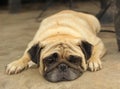 Close-up face of Cute pug dog sleeping rest on siesta Royalty Free Stock Photo