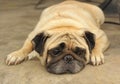 Close-up face of Cute pug dog sleeping rest on siesta Royalty Free Stock Photo