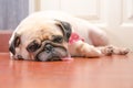 Close-up face of Cute pug fat dog sleeping rest by chin and tongue lay down laminate floor Royalty Free Stock Photo