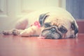 Close-up face of Cute pug fat dog sleeping rest by chin and tongue lay down on laminate floor Royalty Free Stock Photo