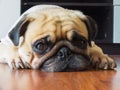 Close-up face of Cute pug puppy dog rest by chin and tongue lay down on laminate floor and look to camera