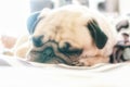 Close up face of Cute pug puppy dog sleeping on the bed Royalty Free Stock Photo