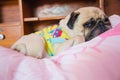 Close up face of Cute pug puppy dog sleeping on the bed Royalty Free Stock Photo