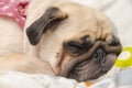 Close up face of Cute pug puppy dog sleeping on the bed Royalty Free Stock Photo