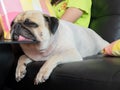 Close-up face of Cute pug puppy dog sleeping by chin and tongue lay down on glass table , like superman