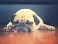 Close up face of Cute pug puppy dog sleeping by chin and tongue lay down on laminate floor Royalty Free Stock Photo