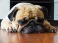Close up face of Cute pug puppy dog sleeping by chin and tongue lay down on laminate floor Royalty Free Stock Photo