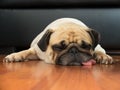 Close up face of Cute pug puppy dog sleeping by chin and tongue lay down on laminate floor Royalty Free Stock Photo