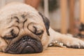 Close-up face of Cute pug puppy dog sleeping.