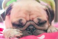 Close up face of Cute pug puppy dog sleeping rest on bed with sn Royalty Free Stock Photo