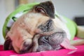Close up face of Cute pug puppy dog sleeping rest on bed with sn Royalty Free Stock Photo
