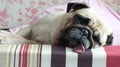 Close up face of Cute pug puppy dog sleeping rest on bed Royalty Free Stock Photo
