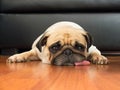 Close-up face of Cute pug puppy dog sleeping rest open eye by chin and tongue lay down floor Royalty Free Stock Photo