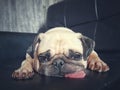 Close-up face of Cute pug puppy dog sleeping rest open eye by chin and tongue lay down on sofa Royalty Free Stock Photo