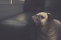 Close-up face of cute pug puppy dog on sofa looking out a window alone like forsake waiting owner Royalty Free Stock Photo