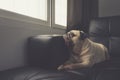 Close-up face of cute pug puppy dog on sofa looking out a window alone like forsake waiting owner Royalty Free Stock Photo