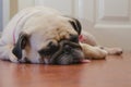 Close-up face of Cute pug puppy fat dog sleeping by chin and tongue lay down on floor Royalty Free Stock Photo