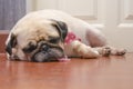 Close-up face of Cute pug puppy fat dog sleeping by chin and tongue lay down on floor Royalty Free Stock Photo