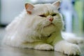 Close Up Face Cute White Persian Cat