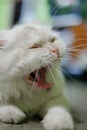 Close Up Face Cute White Persian Cat Sleep.