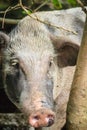 Close up face of domesticated wild boar in the tropical forest.