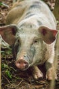 Close up face of domesticated wild boar in the tropical forest.