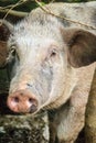 Close up face of domesticated wild boar in the tropical forest. Royalty Free Stock Photo