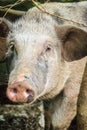 Close up face of domesticated wild boar in the tropical forest.