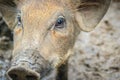 Close up face of domesticated wild boar in the tropical forest.