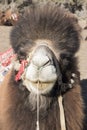 Double-humped camel face