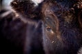 Close-up of curious eye of a black cow Royalty Free Stock Photo