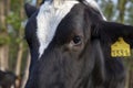 Close up of the face, the eye, of a black and white Holstein cow, yellow ear tag, white blaze on its forehead Royalty Free Stock Photo