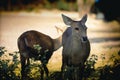 Asian Eld`s Deer Royalty Free Stock Photo