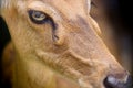 Asian Eld`s Deer Royalty Free Stock Photo