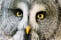 Close Up Face And Eyes Of Great Grey Owl Or Great Gray Owl. Strix Royalty Free Stock Photo