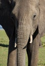 Close up of a face of female african elephant Royalty Free Stock Photo