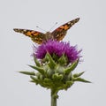 Close Up Face First Orange Painted Lady Butterfly on Purple Thistle Flower Royalty Free Stock Photo