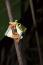 Close Up Face First Red Eyed Tree Frog in Jungle at Night Royalty Free Stock Photo