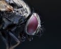 Close up face of flies Royalty Free Stock Photo