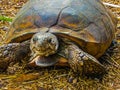 Face to Face with a Gopher Tortoise Royalty Free Stock Photo