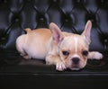 Close up face of french bull dog puppy lying on leather sofa