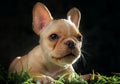 Close up face of french bull dog puppy in studio shot Royalty Free Stock Photo