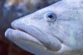 Close up face of giant grouper fish Royalty Free Stock Photo