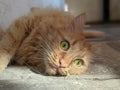 Close up face of ginger cat with wide open eyes Royalty Free Stock Photo