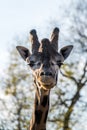 Close up portrait of a giraffe Royalty Free Stock Photo