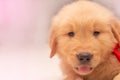 Close up face of Golden retriever two months old. Smiling Healthy puppy dog Royalty Free Stock Photo