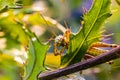 Close up of face of grasshopper Royalty Free Stock Photo