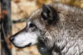 Close-up face of a gray wolf Royalty Free Stock Photo